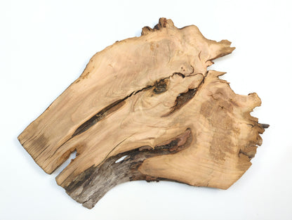 Cherry type live edge wood slice piece on a white background