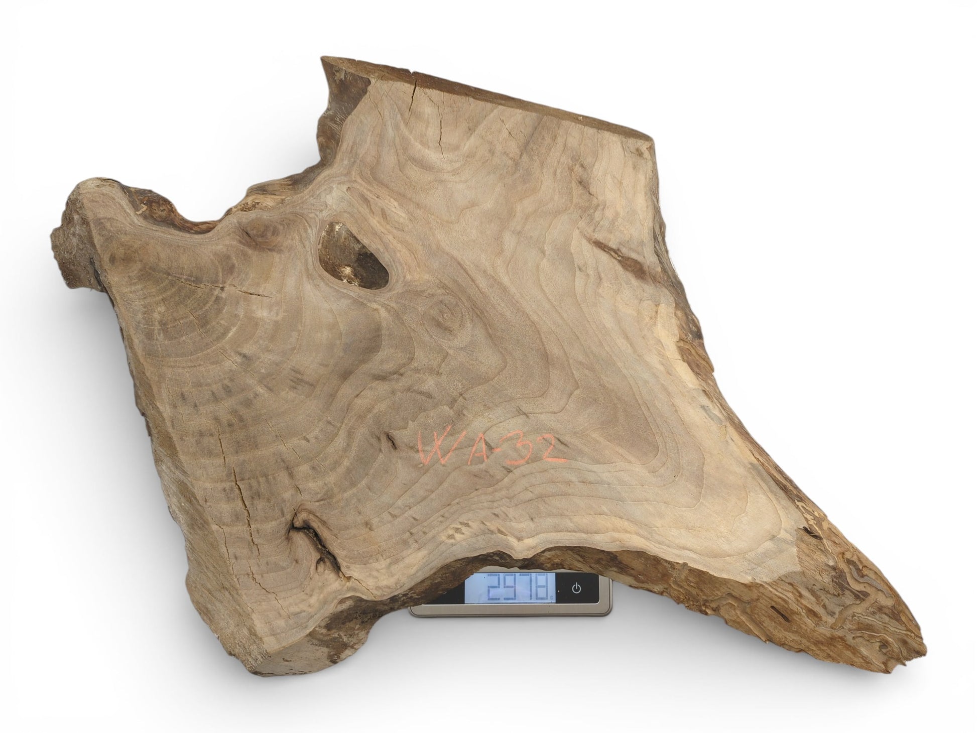 An irregularly shaped walnut slab with prominent grain rests on a digital scale displaying its weight.