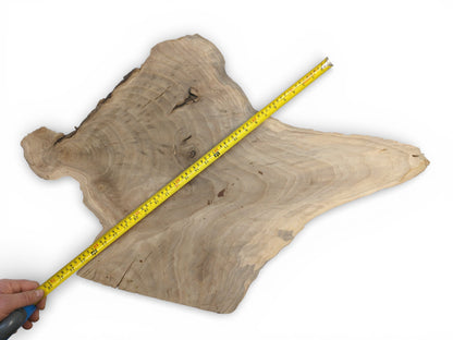 A full view of a raw walnut slab, a hand extending a measuring tape across it.