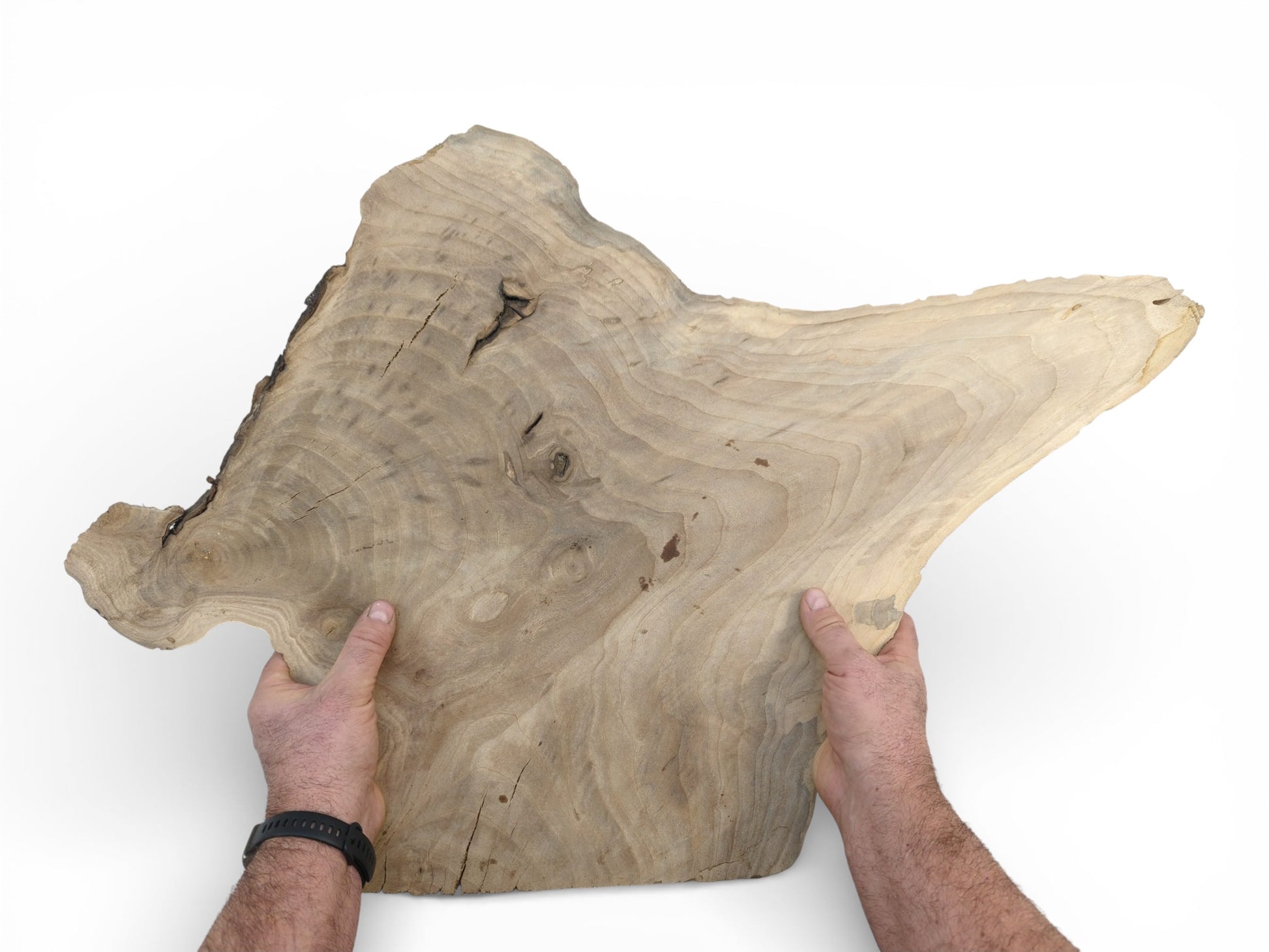 A person's hands hold up a large, irregularly shaped, light-toned wood slab against a plain background.