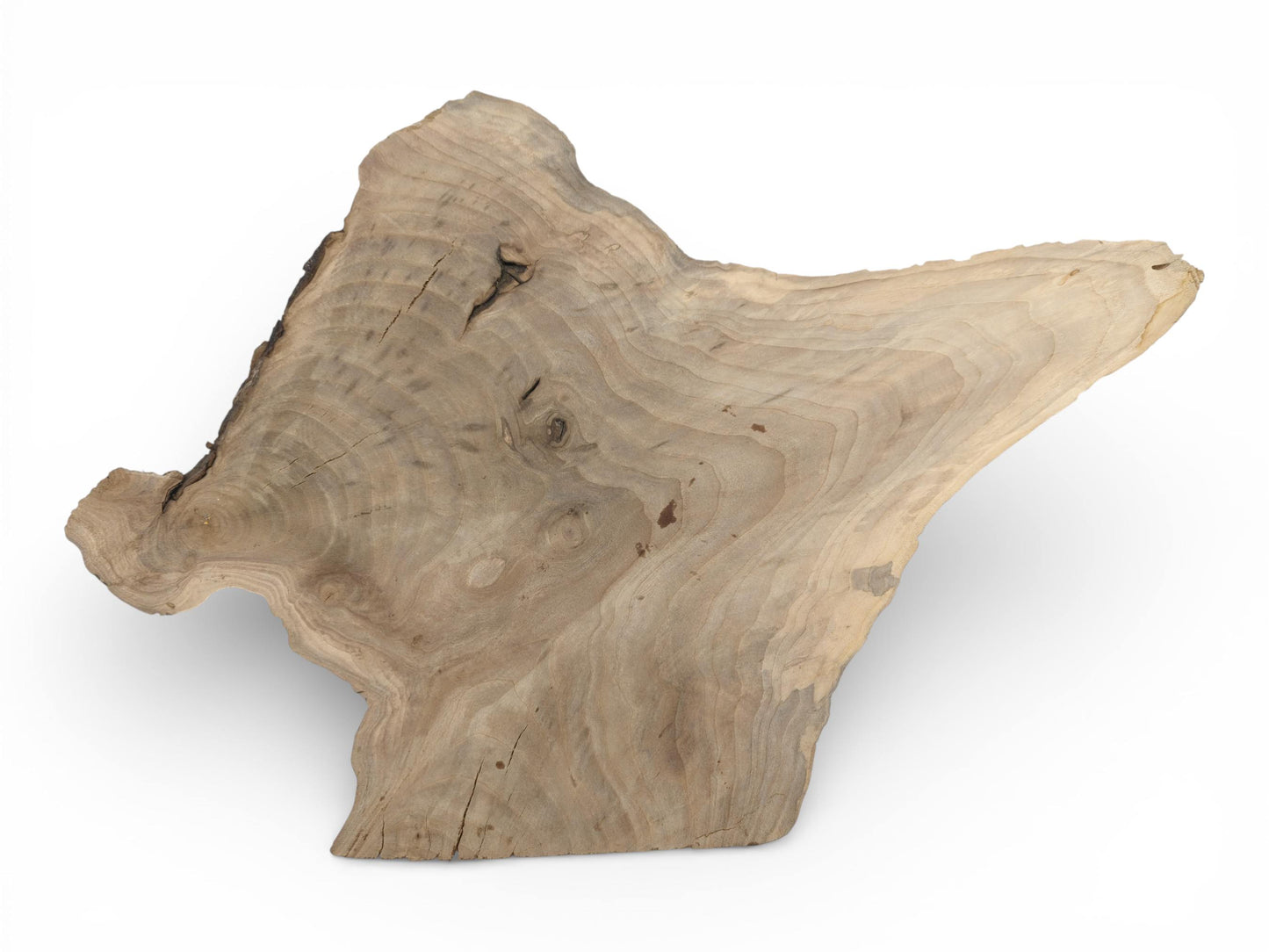 A top-down view of an asymmetrically shaped walnut wood slice with visible, undulating grain patterns.