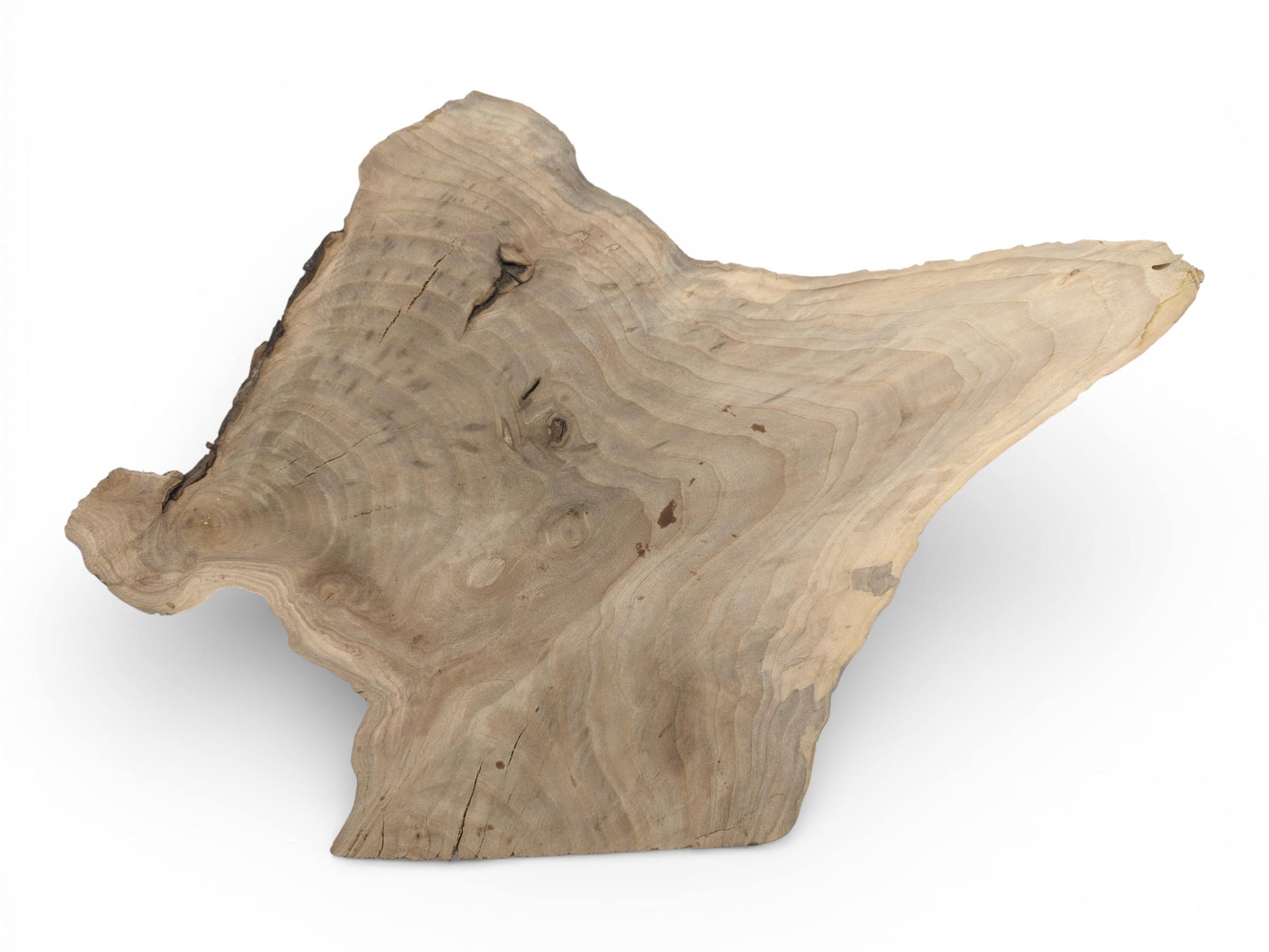 A top-down view of an asymmetrically shaped walnut wood slice with visible, undulating grain patterns.