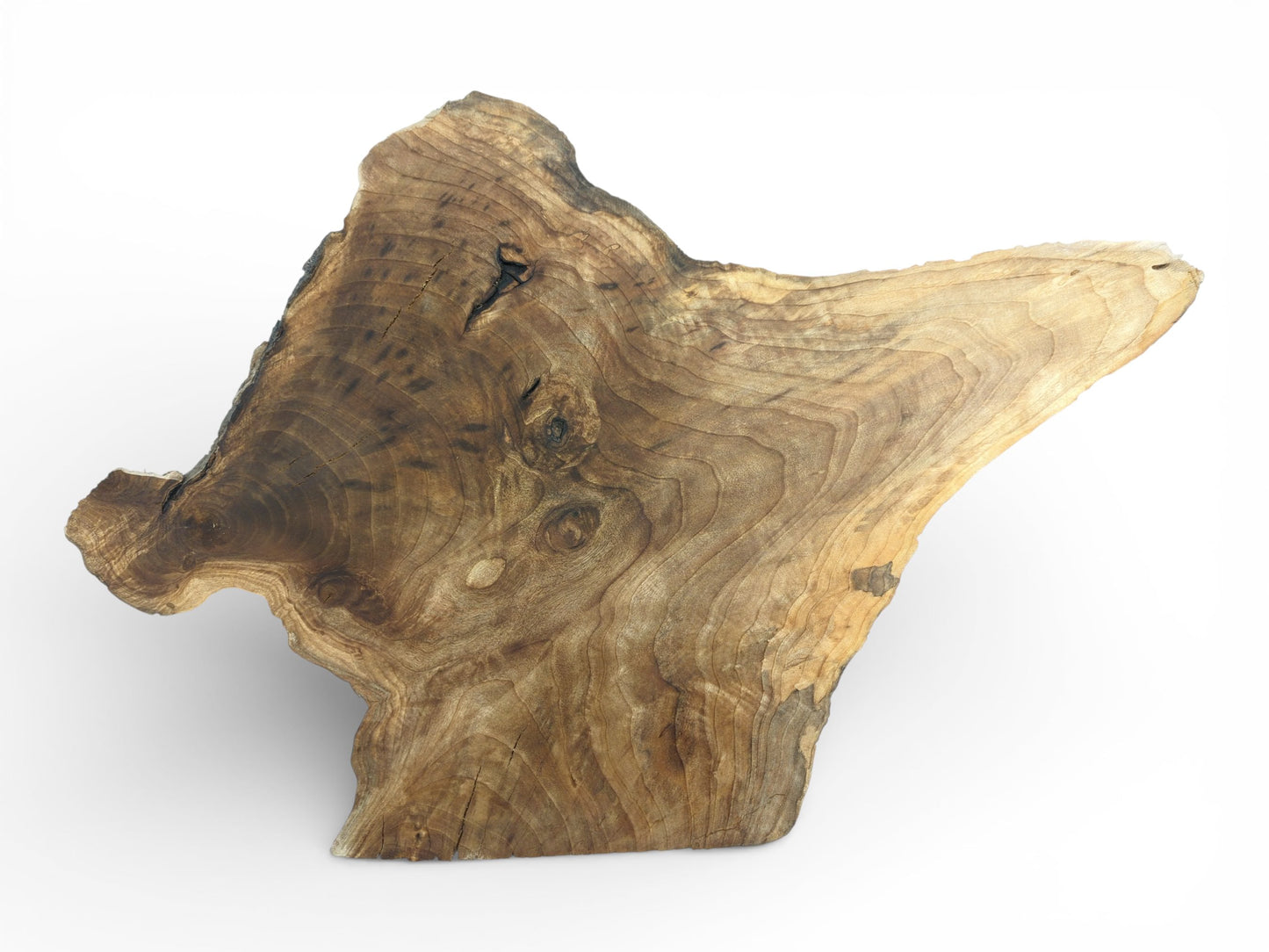 An overhead view of a singular, organically-shaped walnut section, revealing its dark, concentric grain patterns.