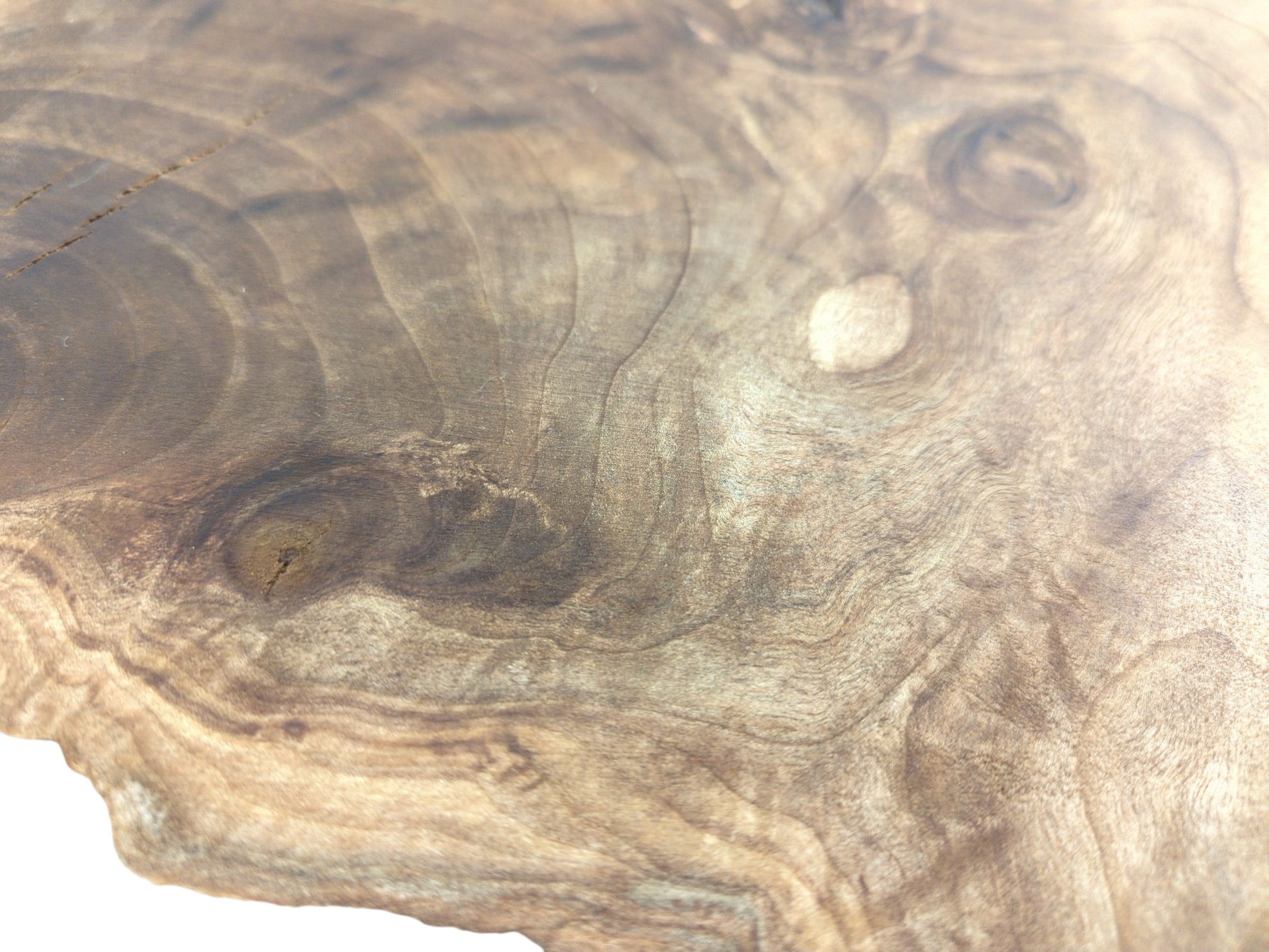 A close perspective of a walnut wood cross-section shows contoured grain surrounding several dark burls.