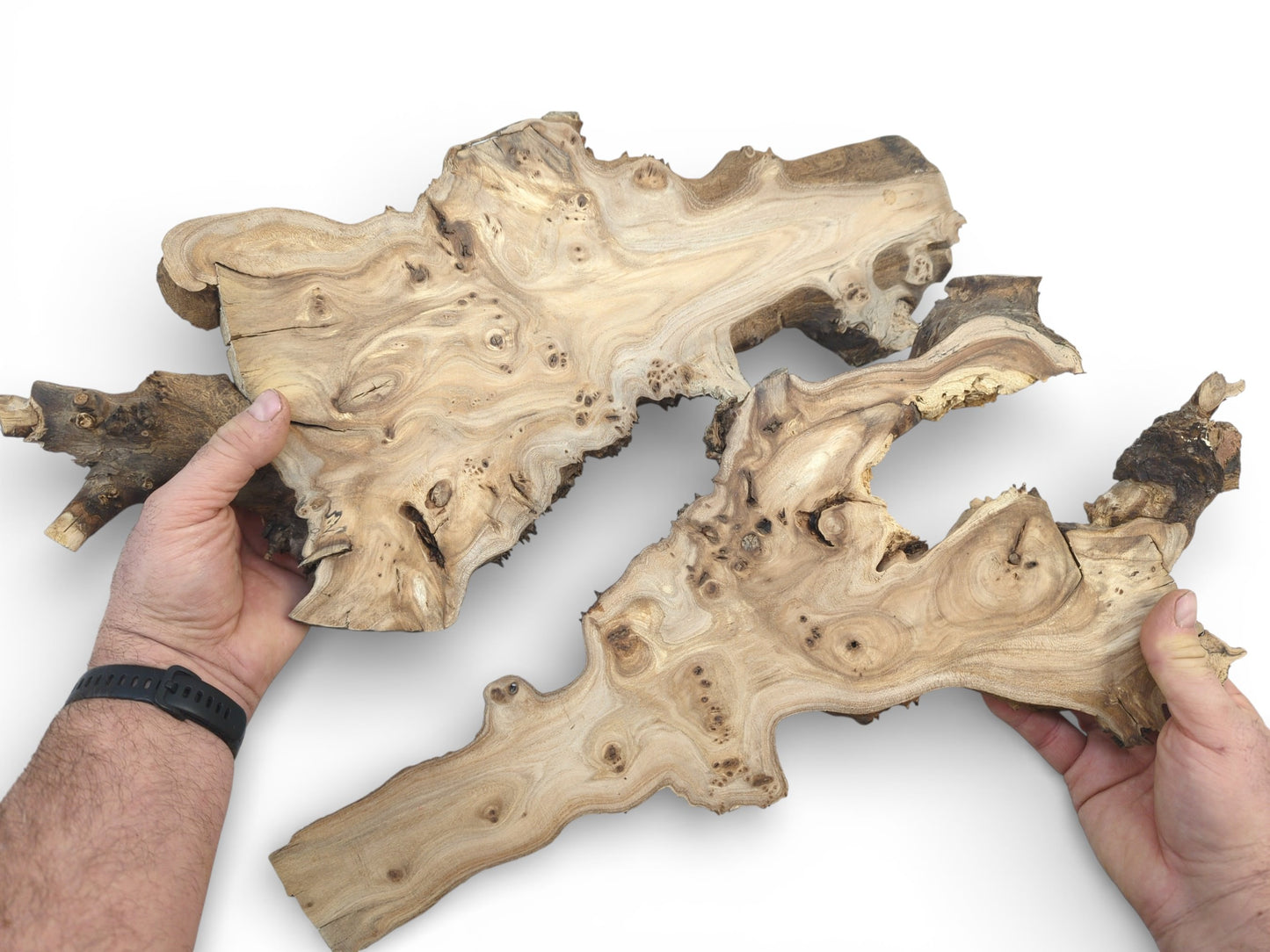A person's hands hold two irregularly shaped, light-colored wood slabs with prominent burled grain patterns.