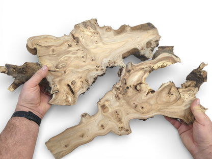 A person's hands hold two irregularly shaped, light-colored wood slabs with prominent burled grain patterns.