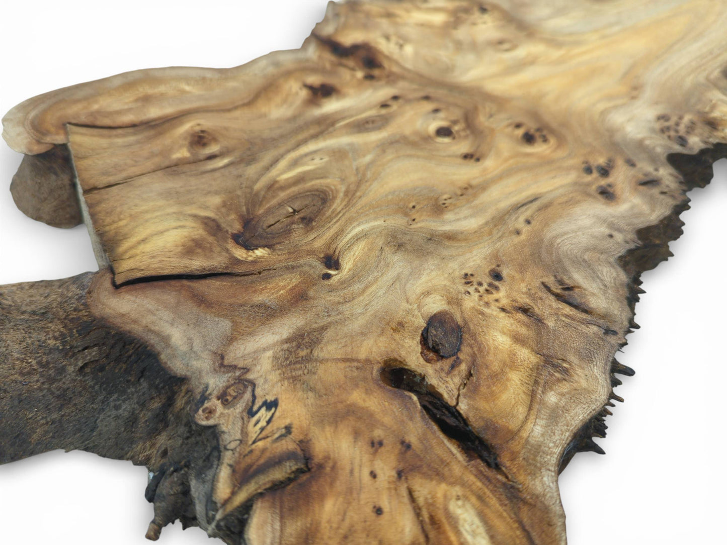 Angled, shallow-focus shot of a hardwood burl, showing its smooth surface with elaborate, swirling grain patterns.