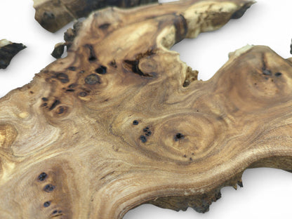 A selective focus highlights the undulating grain and dark natural voids on a polished wood root slice.