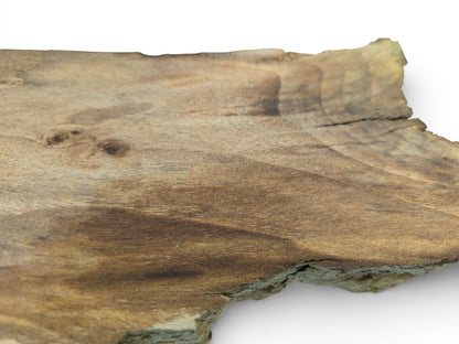An oblique view of a wood piece revealing its flowing dark grain and a rough, unfinished border.