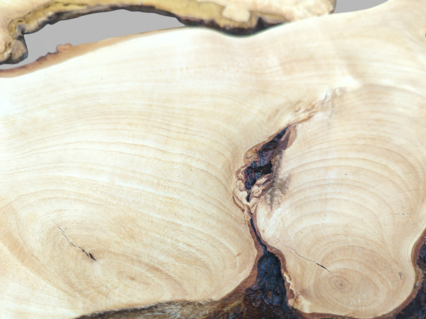 A close-up view of a light-colored wood surface with circular grain patterns and a dark crevice.