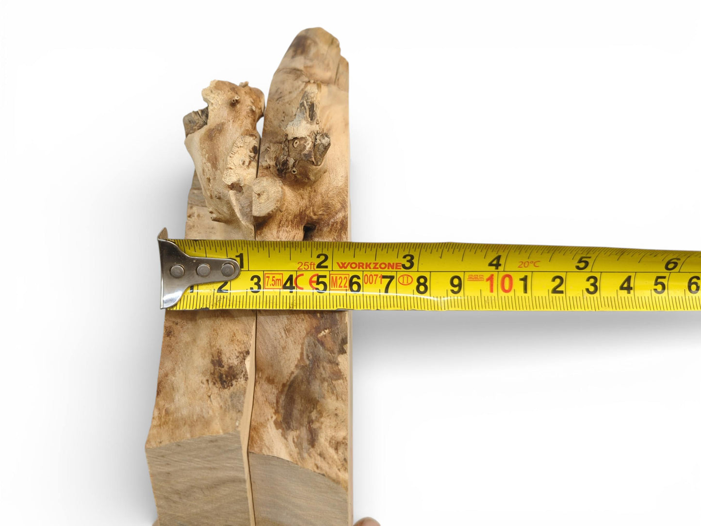 Showing the width of a live edge Elderberry Root Wood Slice, a tree slab for resin art.