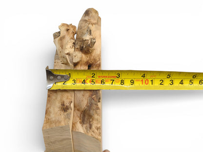 Showing the width of a live edge Elderberry Root Wood Slice, a tree slab for resin art.