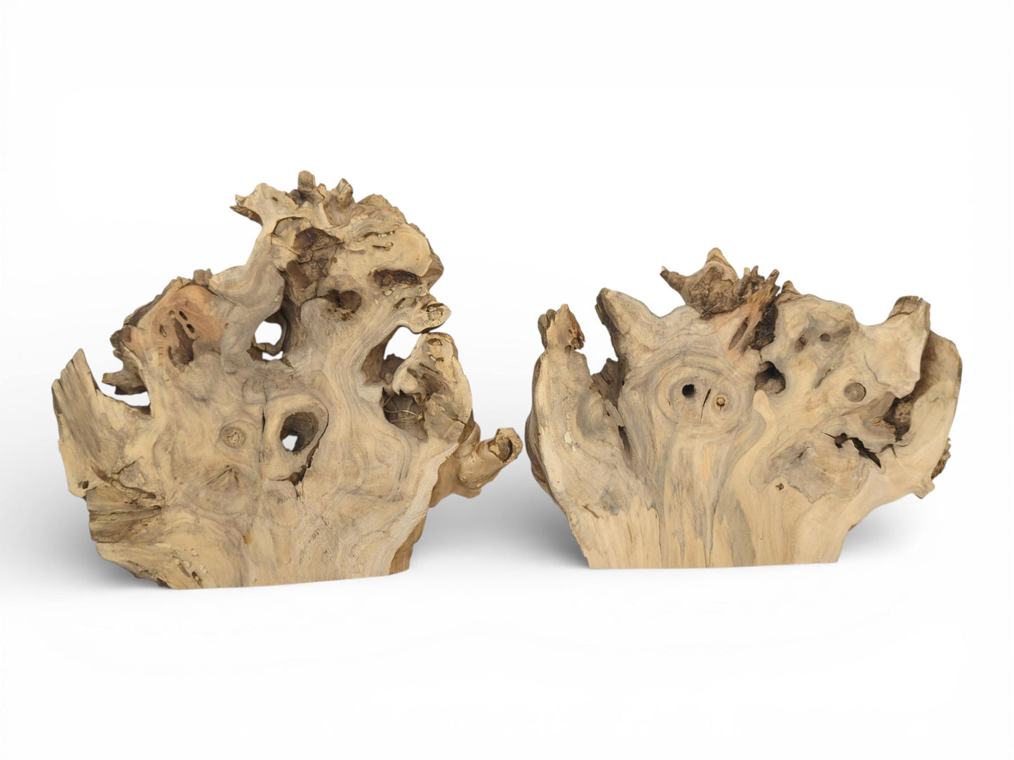 A direct frontal shot of two freestanding elderberry root slabs, displaying their unique gnarled forms and voids.