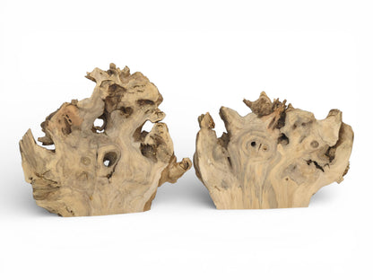 A direct frontal shot of two freestanding elderberry root slabs, displaying their unique gnarled forms and voids.