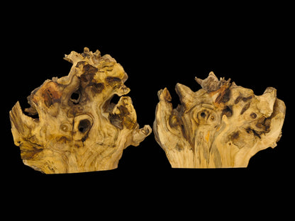 A pair of irregularly shaped Elderberry root wood slices, a live edge tree slab for resin art.