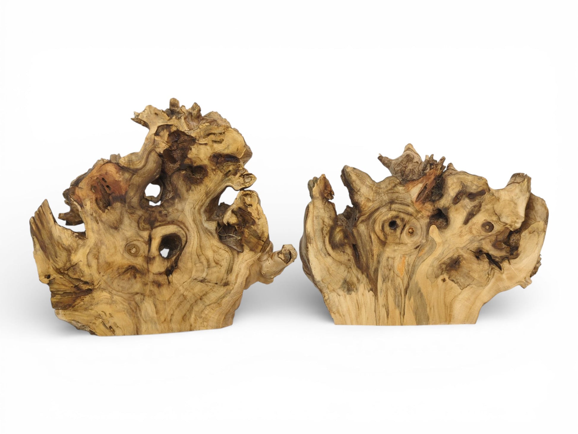 A pair of polished elderberry root sections with organic holes, displayed upright on their flat bases.