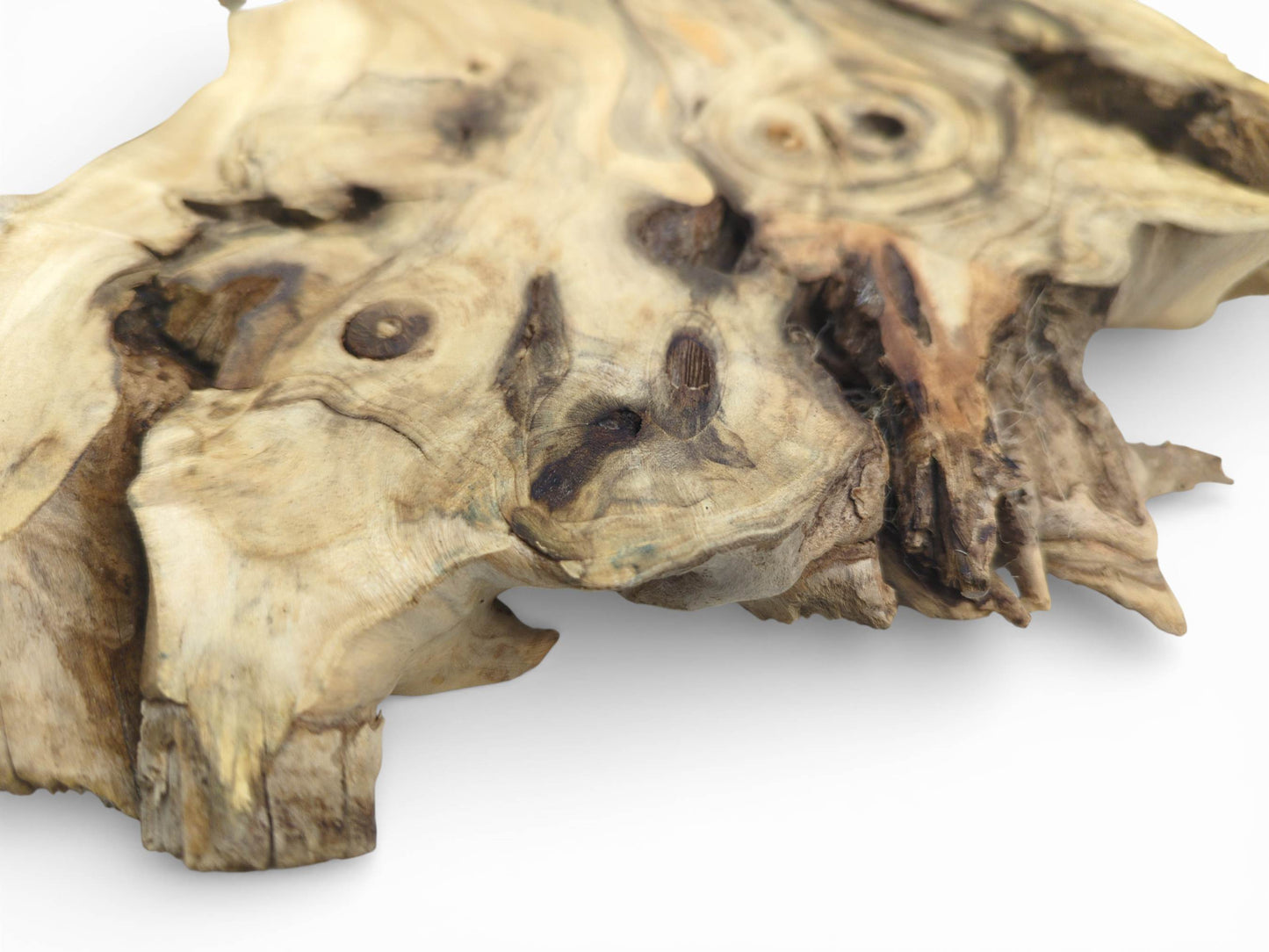 Burls and grains detail an Elderberry Root Wood Slice, a live edge tree slab for resin art.