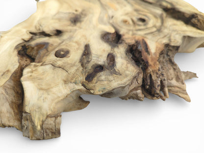Burls and grains detail an Elderberry Root Wood Slice, a live edge tree slab for resin art.