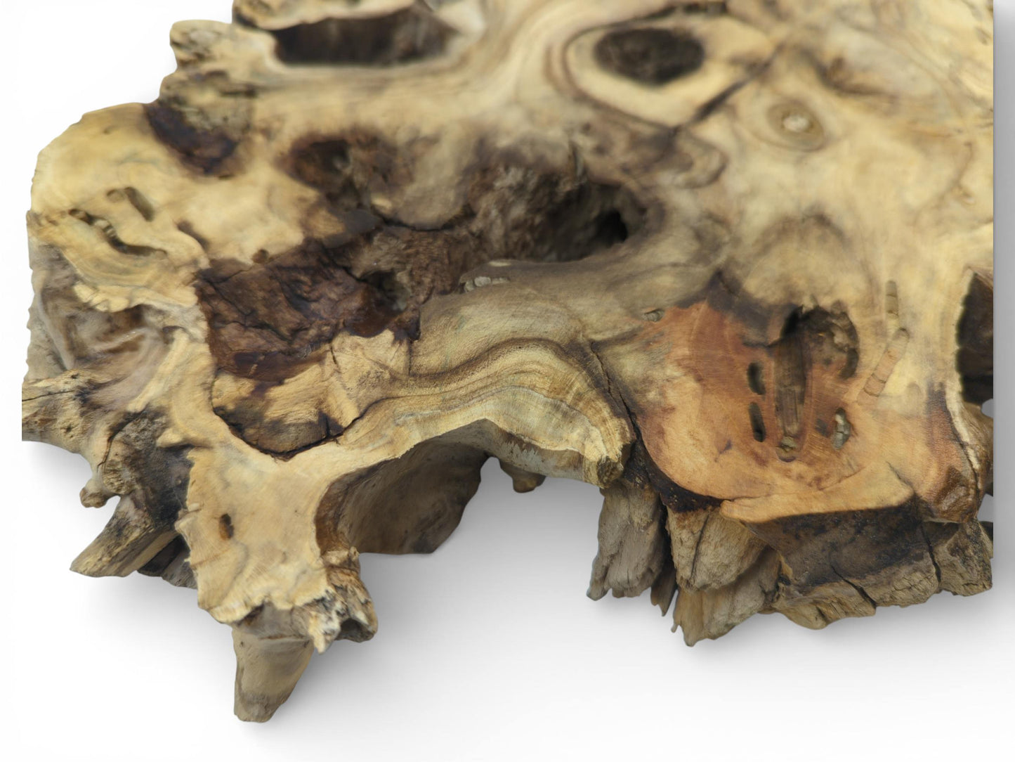 The varied grain of an Elderberry Root Wood Slice, a live edge tree slab for resin art.