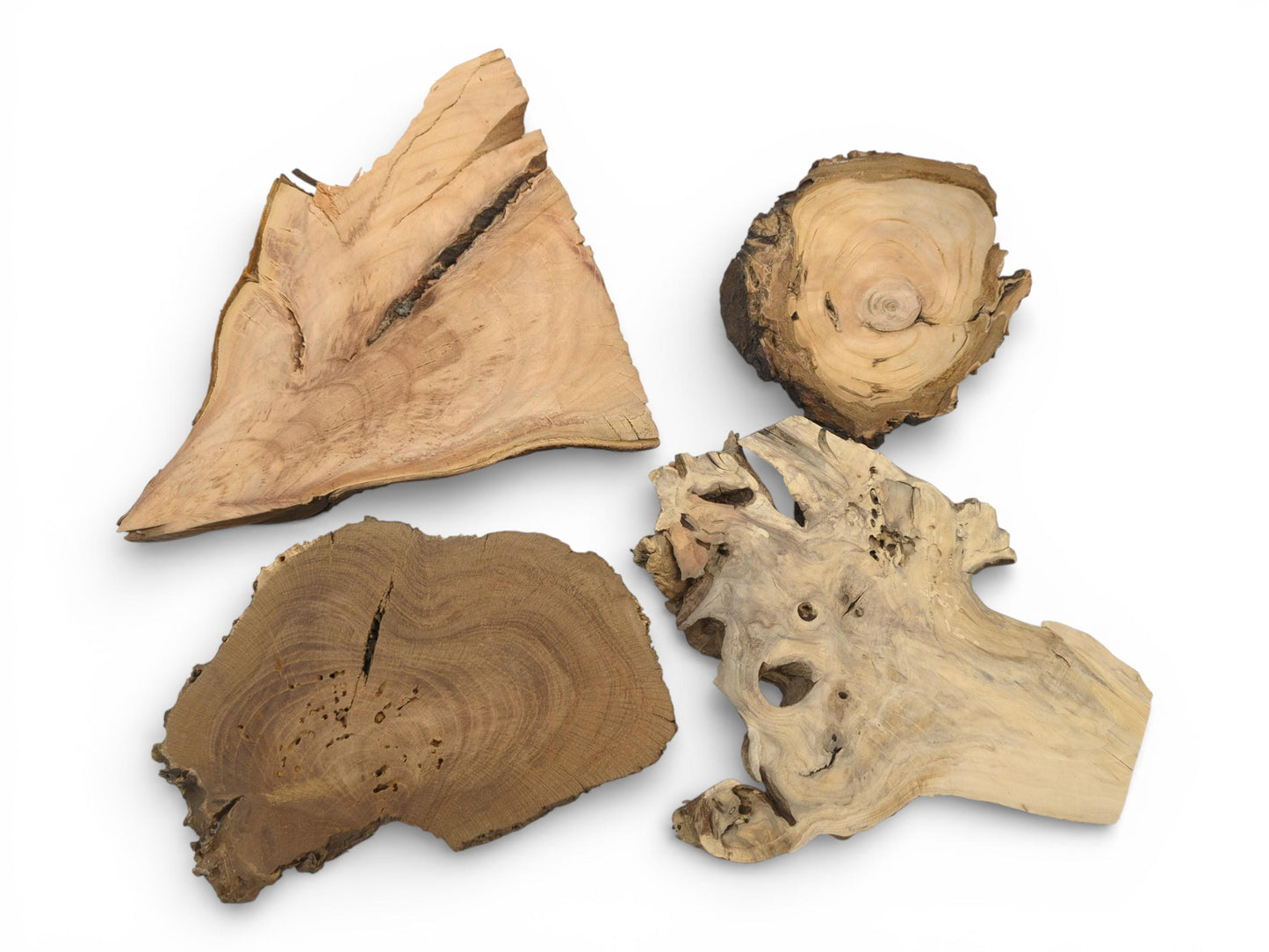 An arrangement of four wood cross-sections highlights their variations in grain, form, and natural defects.