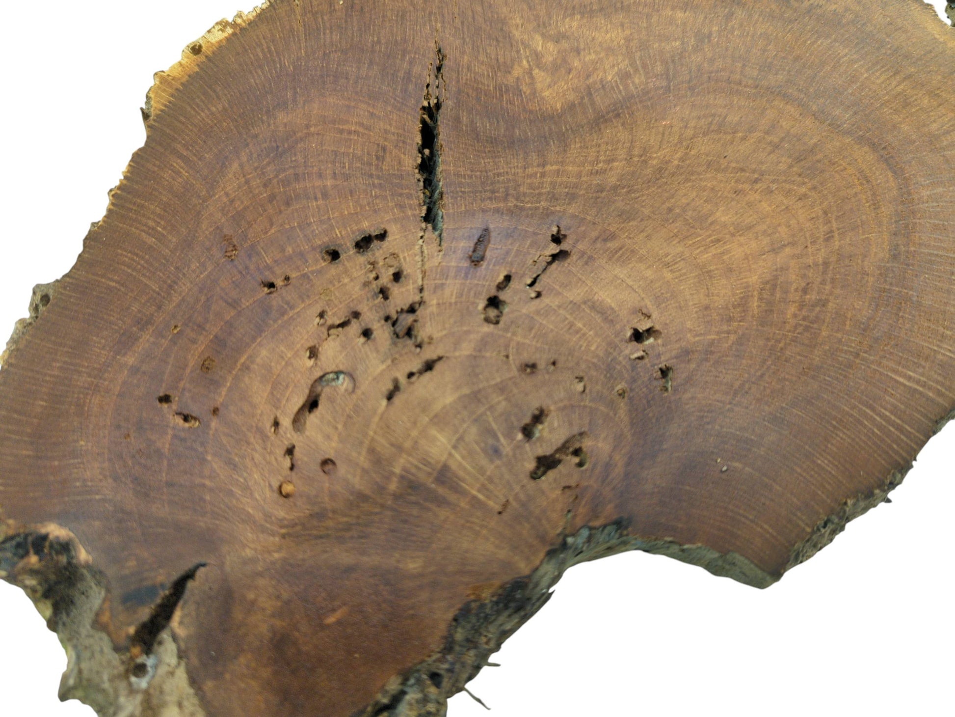 A detailed view of a brown wood cross-section marked by a long fissure and pockmarked cavities.