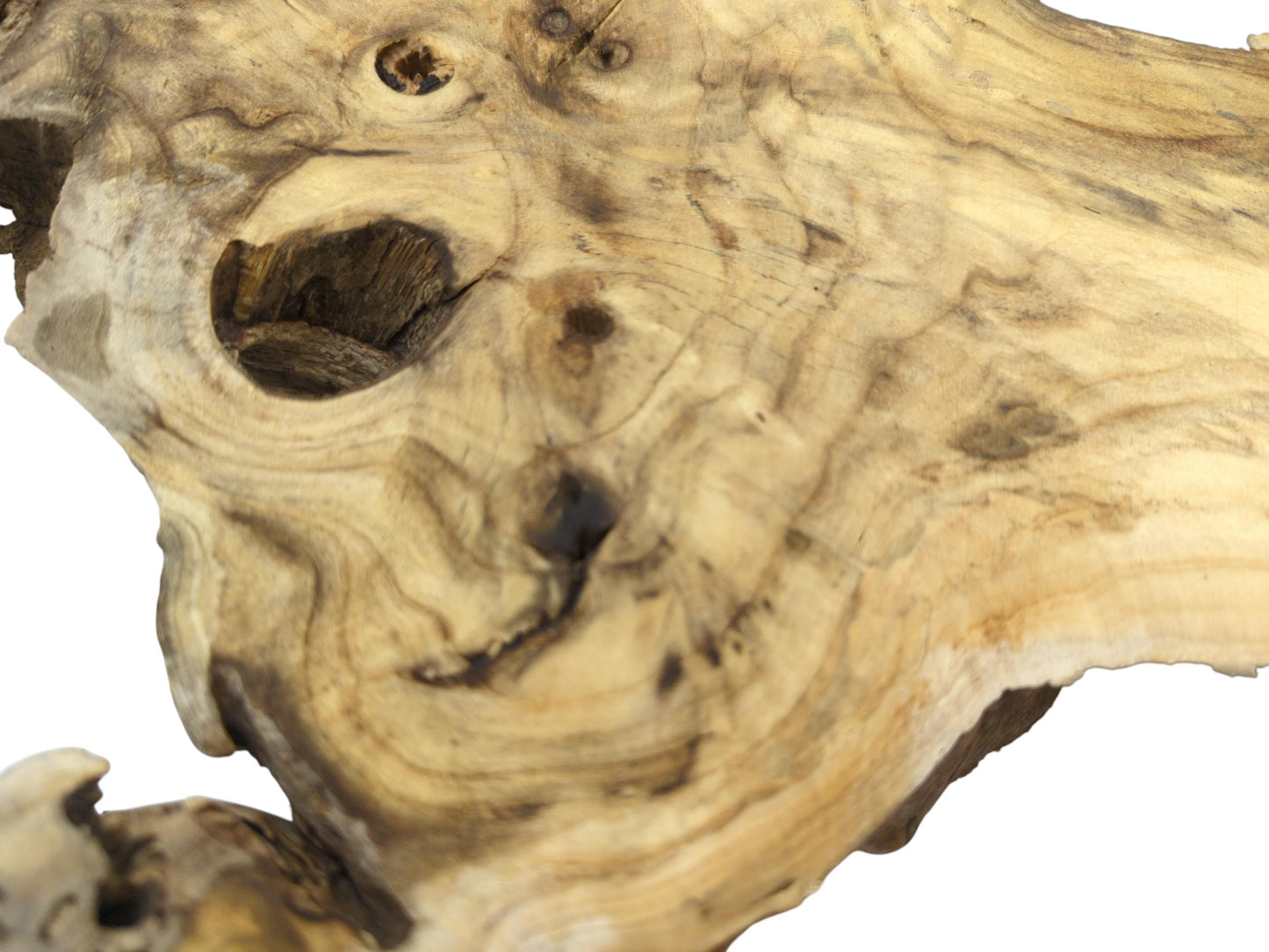 Extreme close-up on a light wood slice, highlighting its undulating grain patterns and dark, hollowed knots.