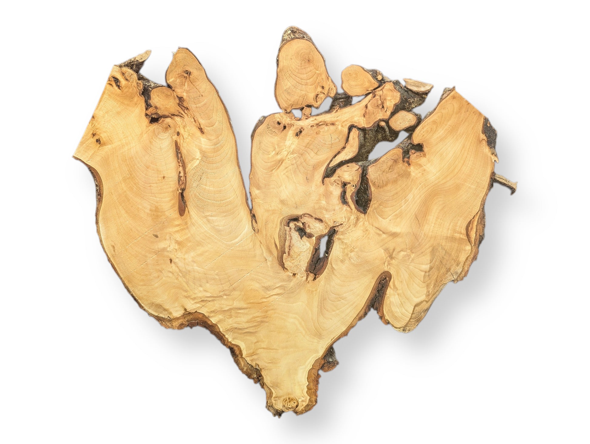 Naturally shaped linden root slice, displaying light wood grain, dark voids, and rough, dark bark.
