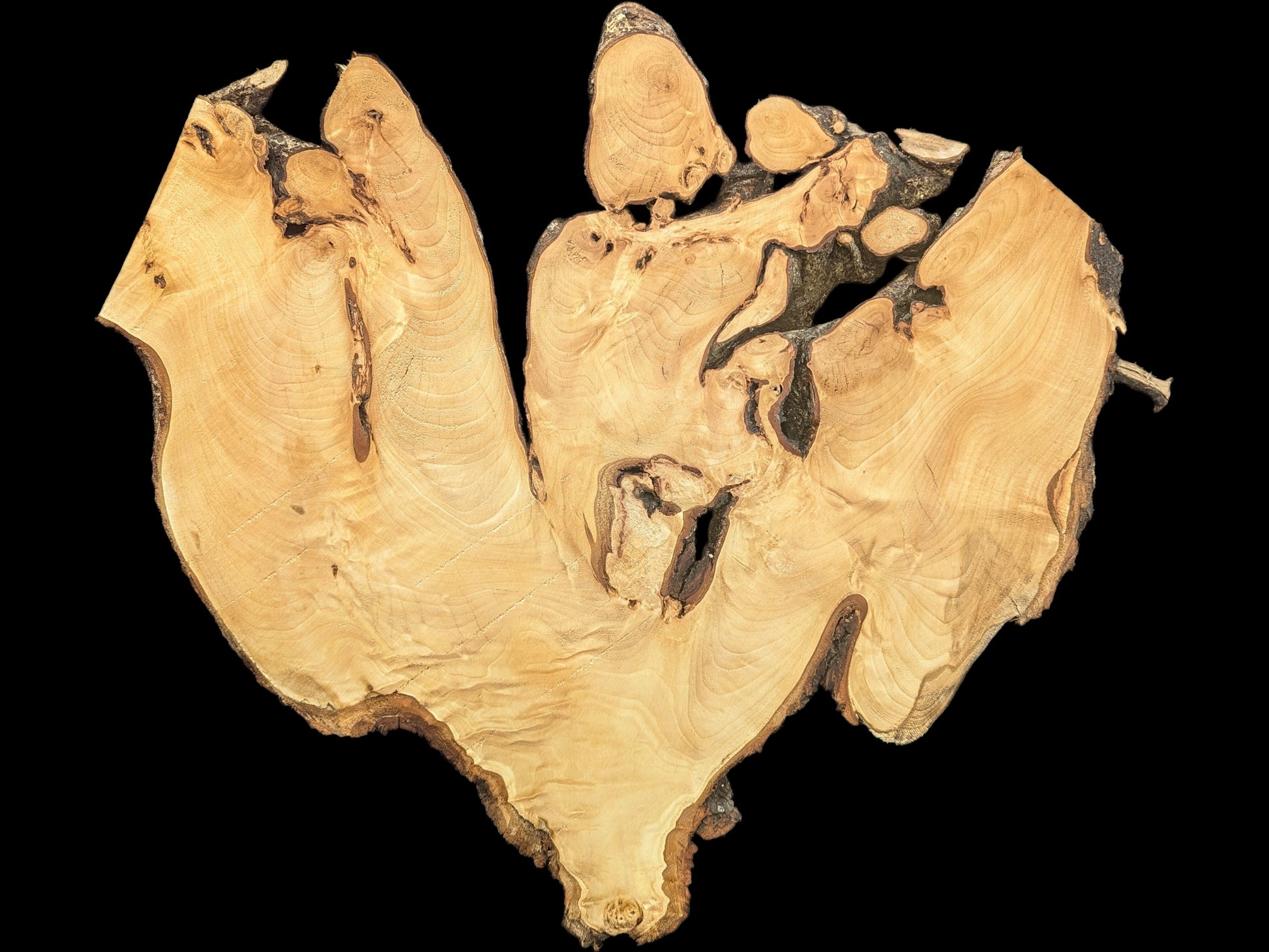 Organic linden root wood slice displays light wood grain, dark bark edges, and various natural voids.