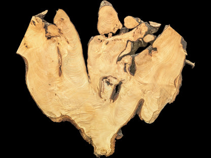 Organic linden root wood slice displays light wood grain, dark bark edges, and various natural voids.