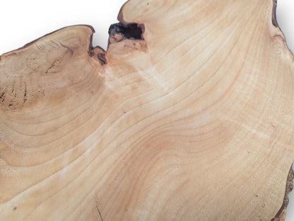 Sanded light linden root wood slice featuring natural grain, a dark void, and irregular rough bark.