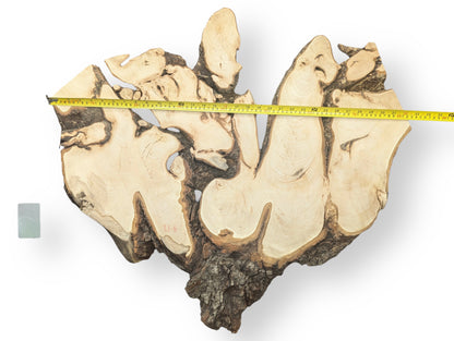 Light, sanded linden root wood slice with dark bark and voids. A yellow measuring tape is visible.