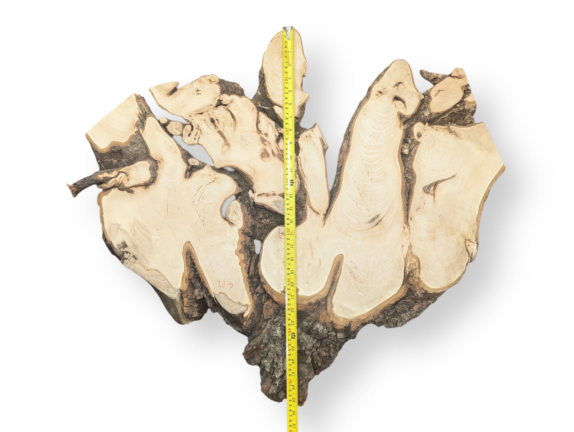 Irregular linden root wood slice features light sanded surfaces, dark rough bark edges, and a yellow measuring tape.