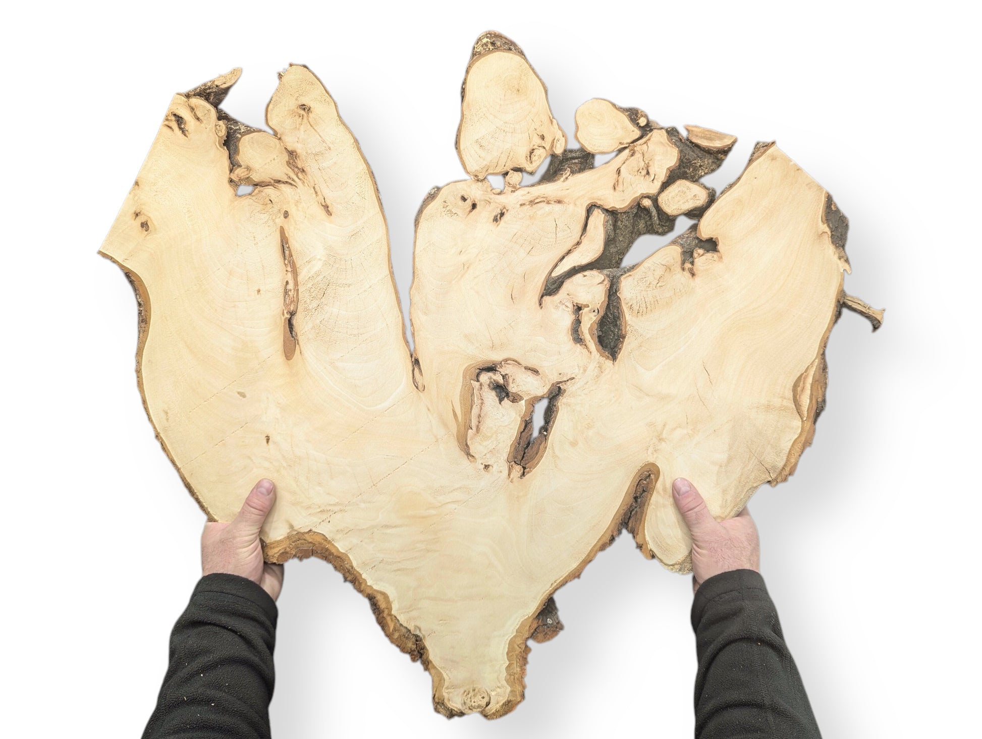 Light-colored, irregular linden root wood slice with natural bark edges, held by two hands against white.