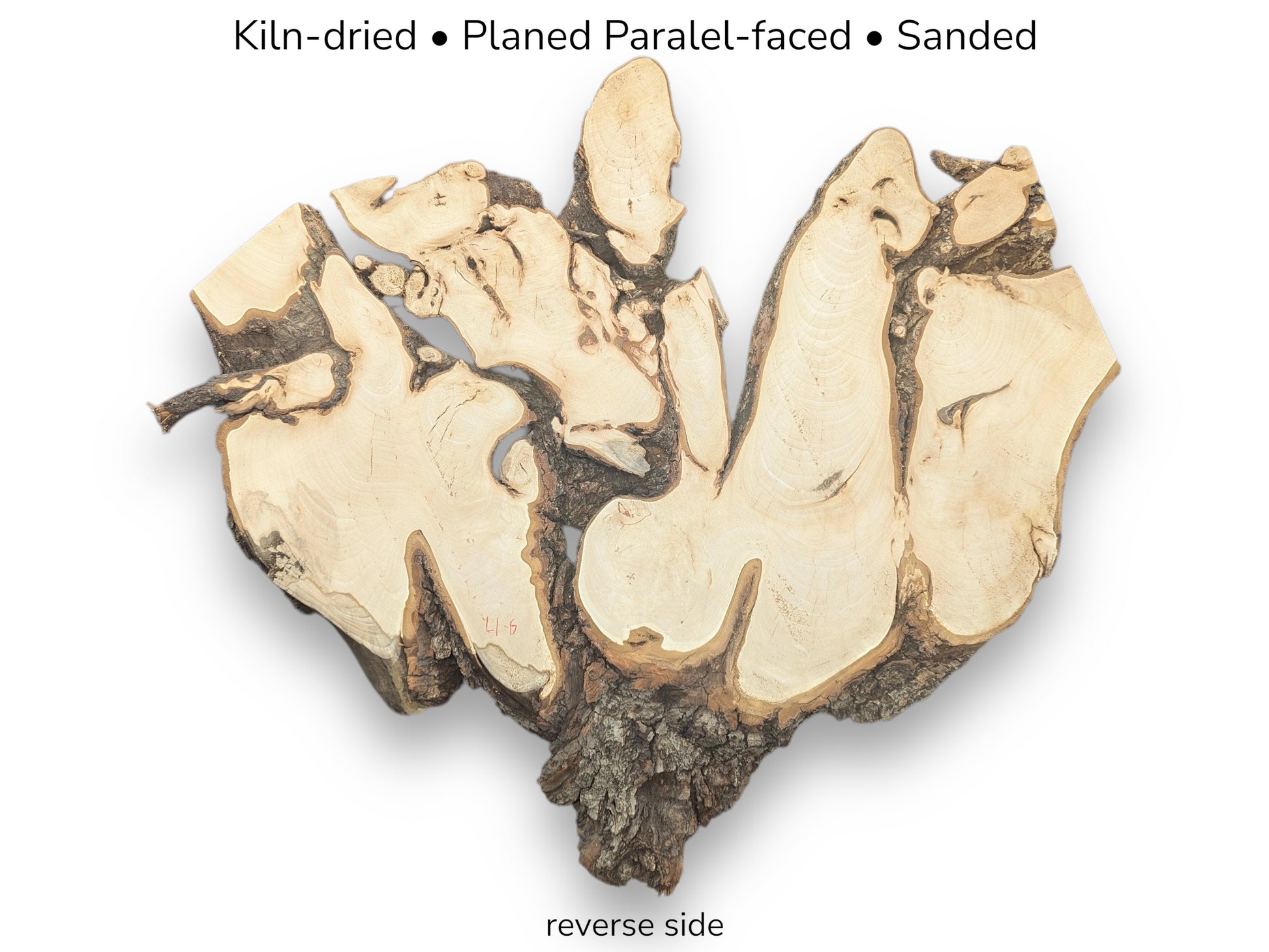 Irregular linden root wood slice displaying light wood grain, dark bark edges, and descriptive text.