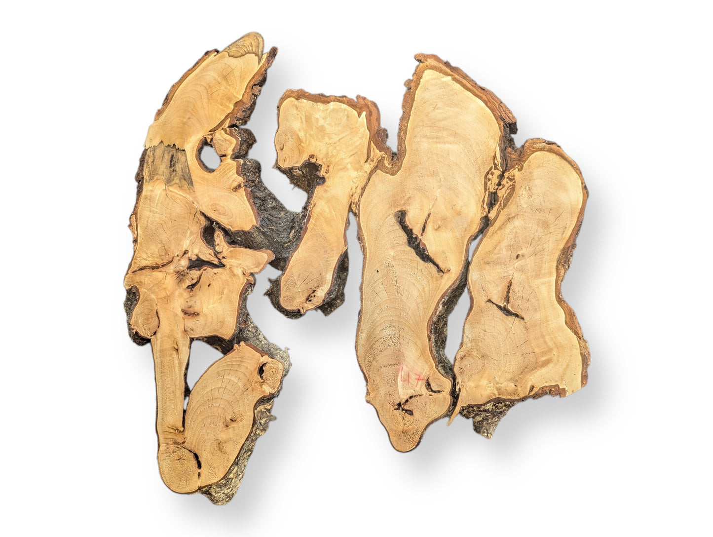 Irregular linden root wood slice, planed and sanded, showing pale wood, natural grain, and dark bark.