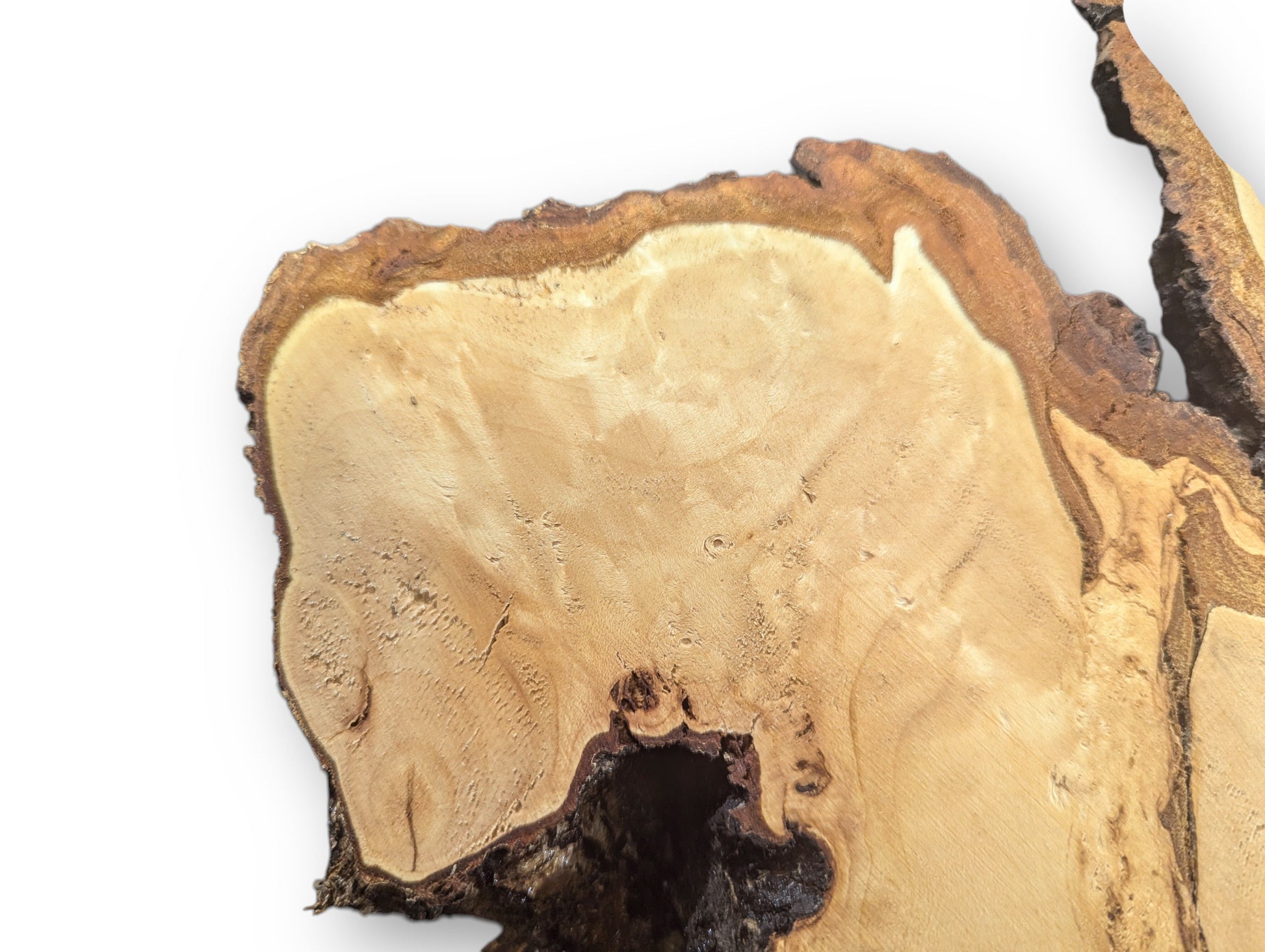 Linden root wood slice, planed and sanded, shows light wood grain and dark, rough bark.