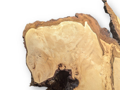 Linden root wood slice, planed and sanded, shows light wood grain and dark, rough bark.