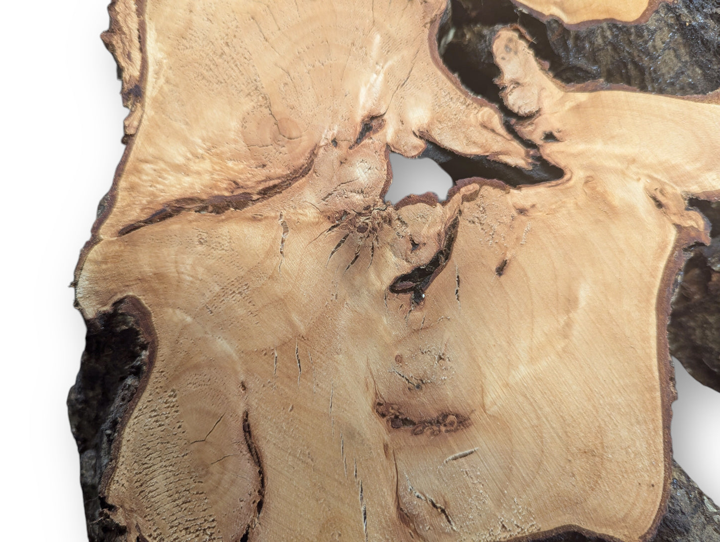 Light brown, sanded linden root wood slice with dark bark edges, visible grain, and natural voids.