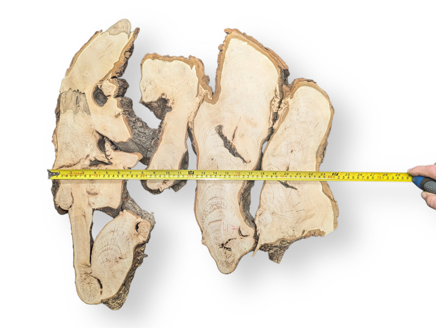 Untreated, planed linden root wood slice, light-toned, with dark bark and a yellow measuring tape.