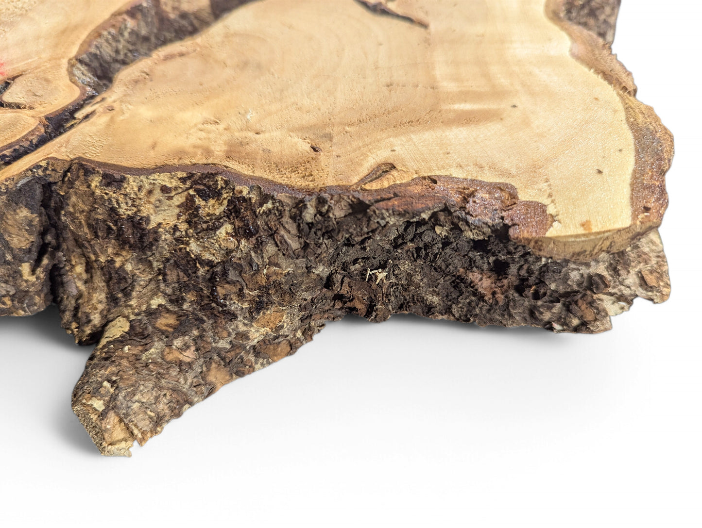 Sanded linden root wood slice, light brown, with dark, rough bark and visible grain.