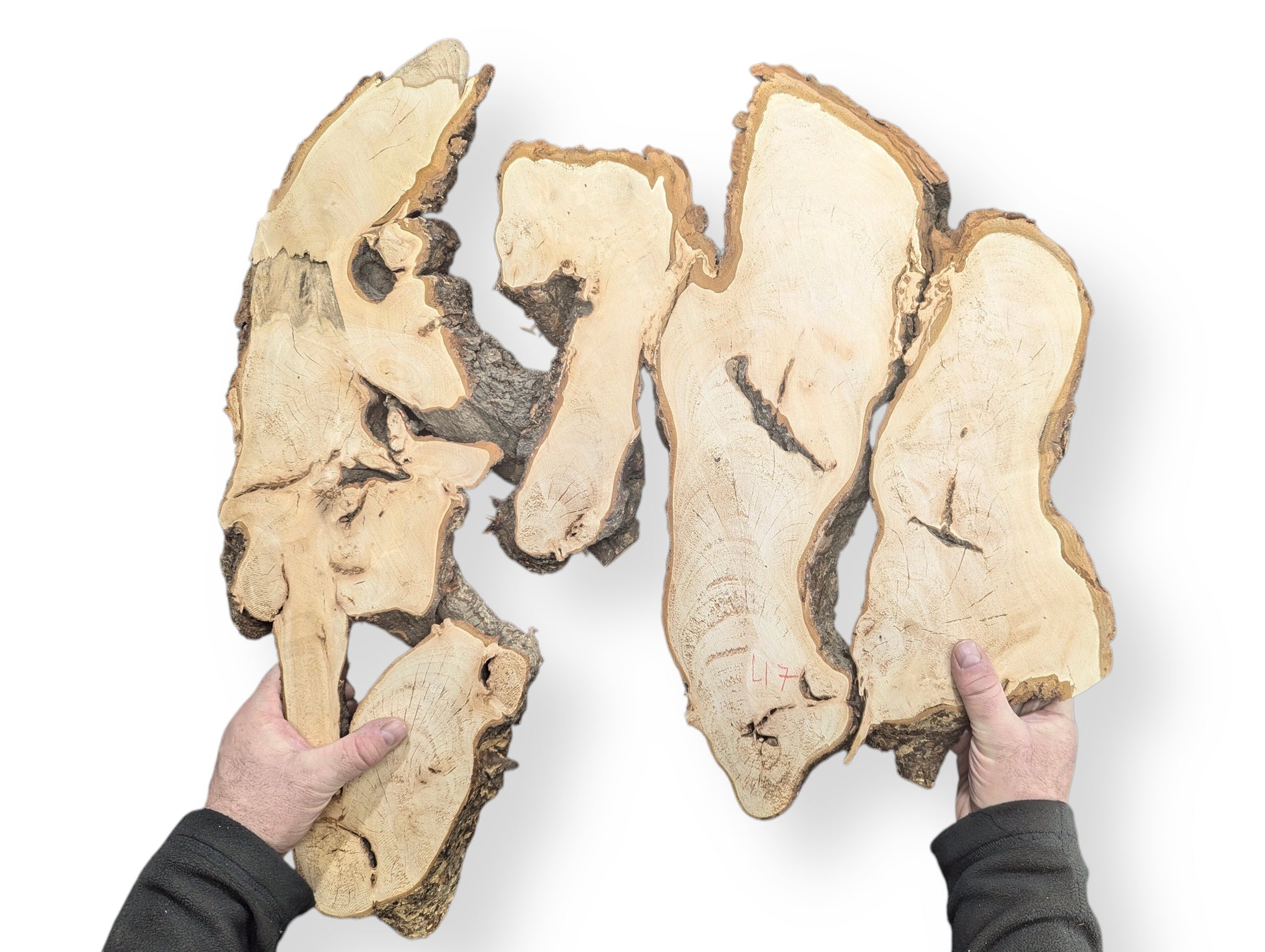 Several planed, sanded linden root wood slices with natural bark edges held by two hands.