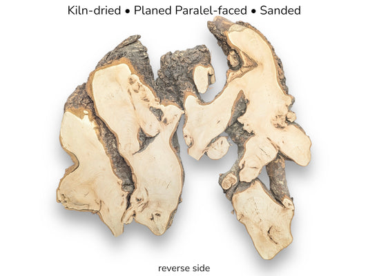 Two kiln-dried, planed parallel-faced linden root slices, reverse side, displaying sanded surfaces and natural bark.