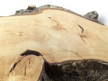 A linden root wood slice displays a smooth, light-colored surface, distinct grain, dark bark, and unique cavity.