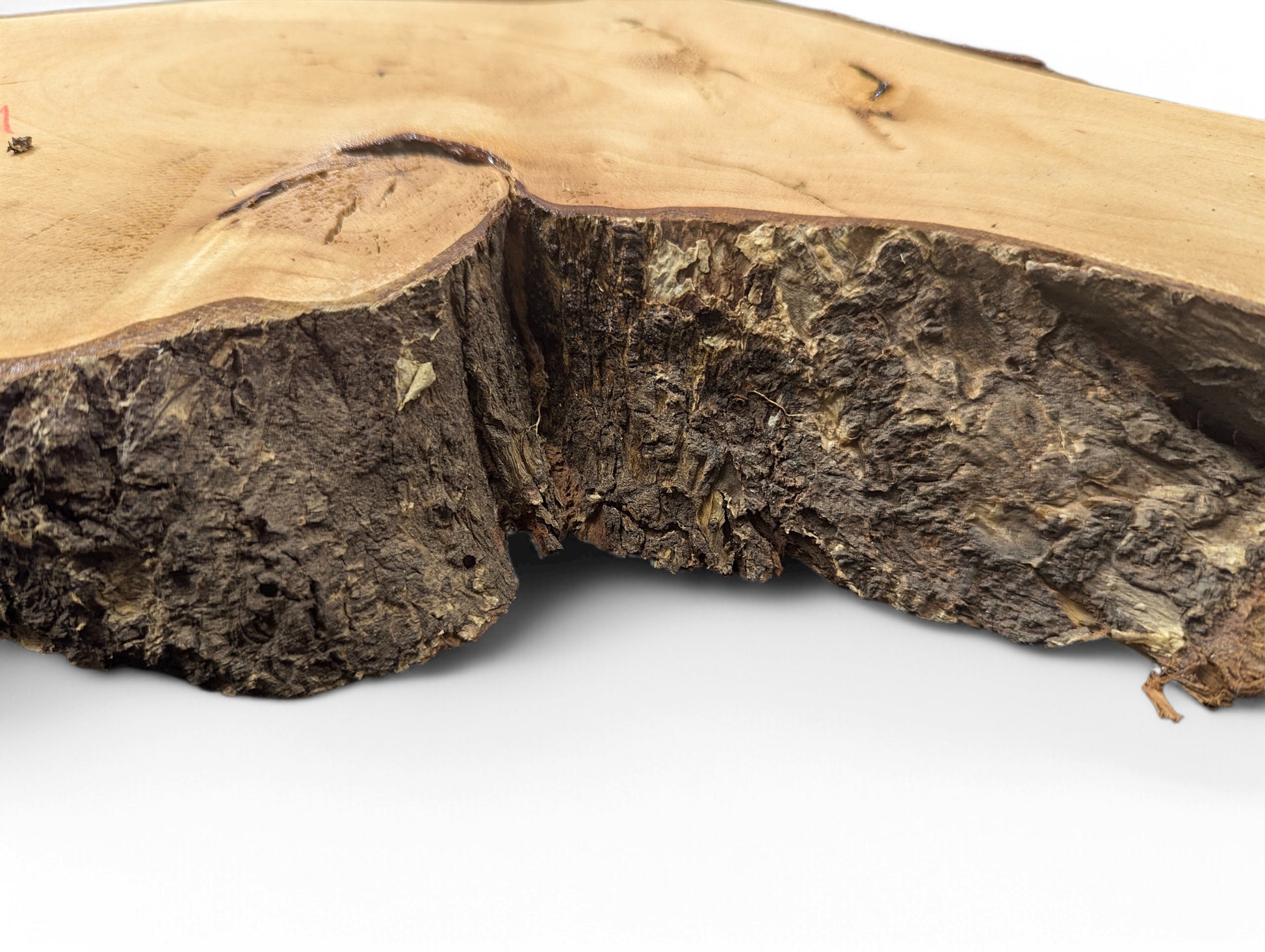 Close-up view of an irregular wood slice featuring a smooth pale surface and dark, textured bark edge.