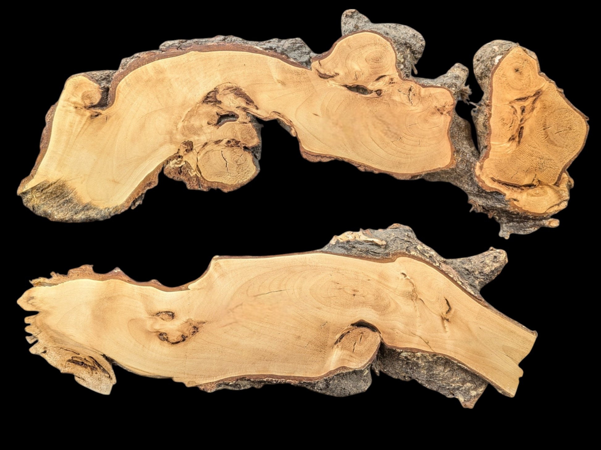 Pale linden root wood slices, two irregular pieces with dark bark, planed and sanded on black.