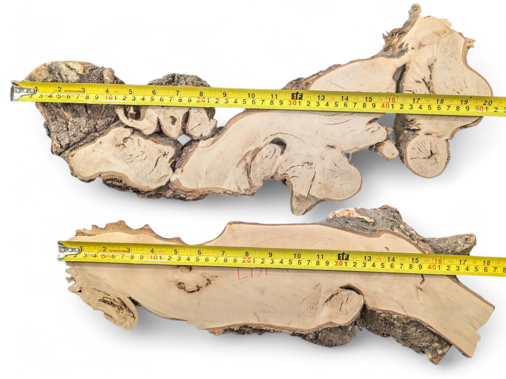 Measuring tapes display length of two irregular, pale linden root wood slices with natural dark bark.