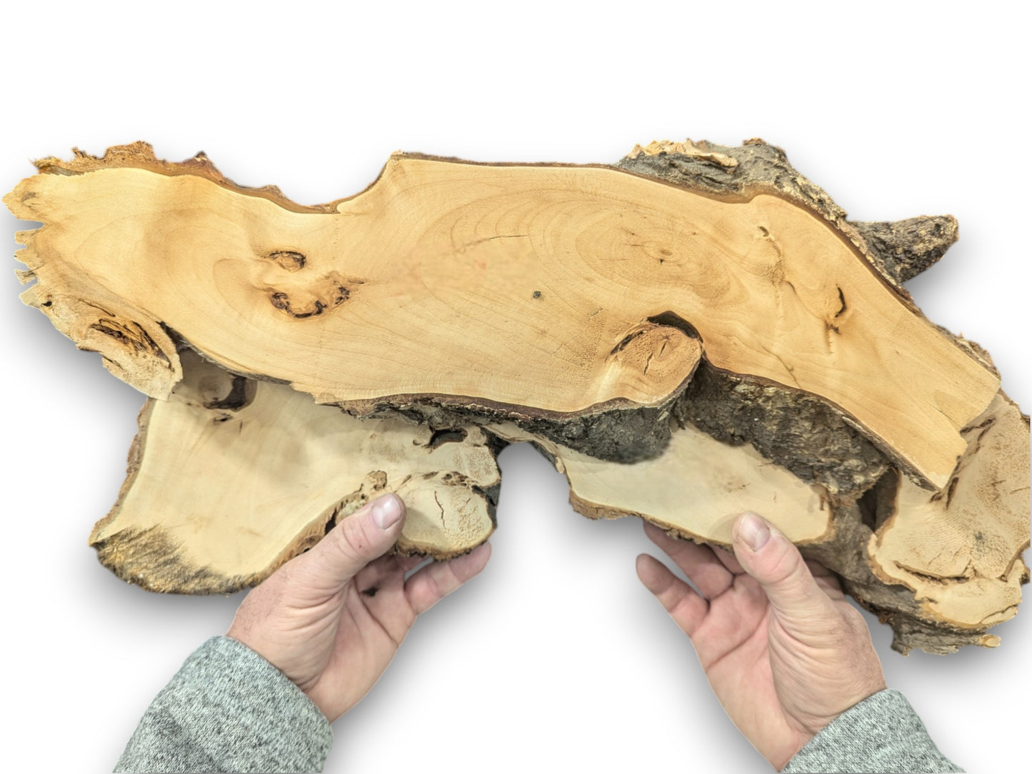 Two hands hold a large, irregular, smooth, pale linden root wood slice with dark bark.