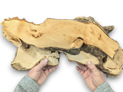 Two hands hold a large, irregular, smooth, pale linden root wood slice with dark bark.