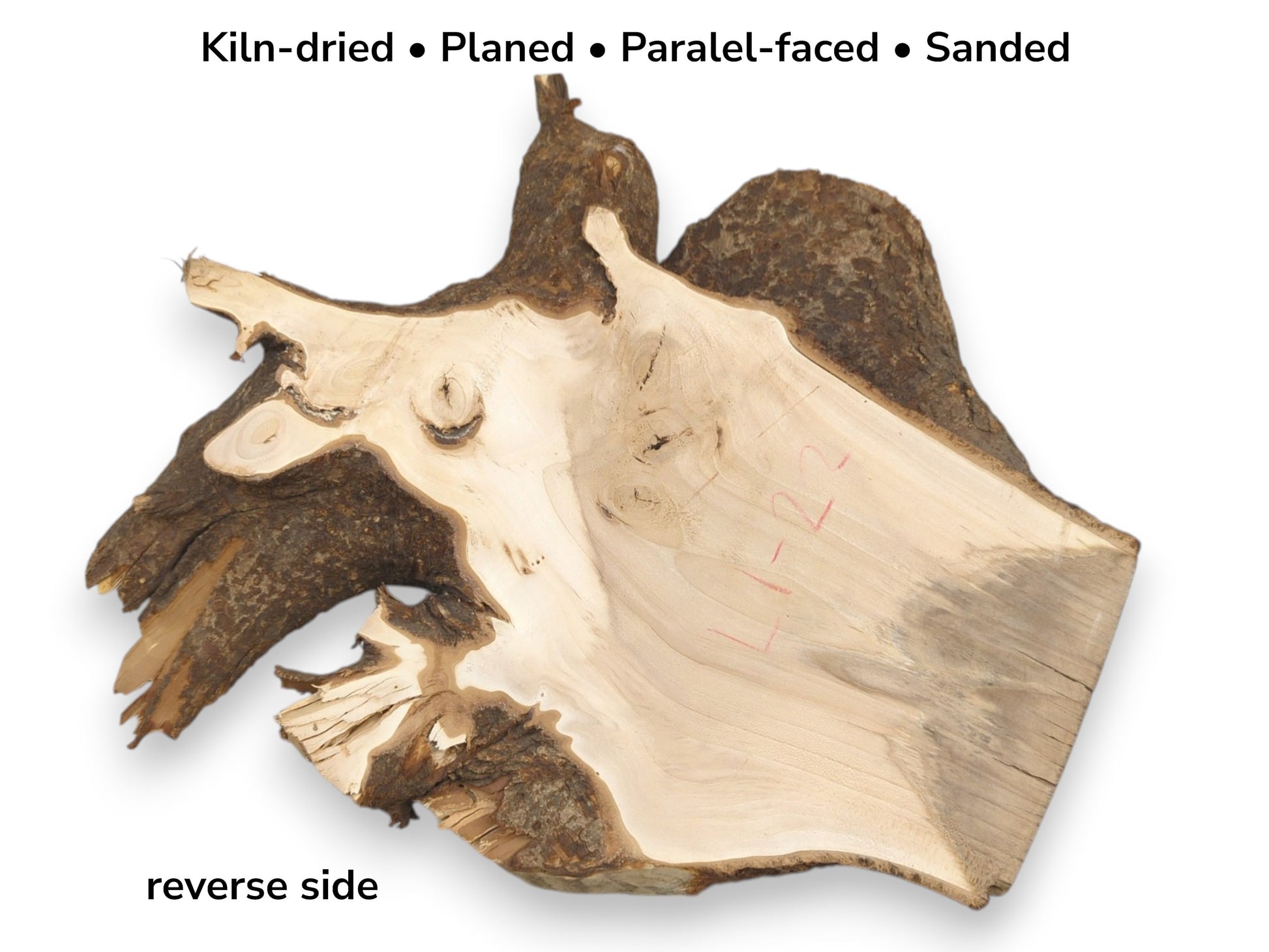 A planed linden root section shows pale grain, a greyish stain, and red markings.