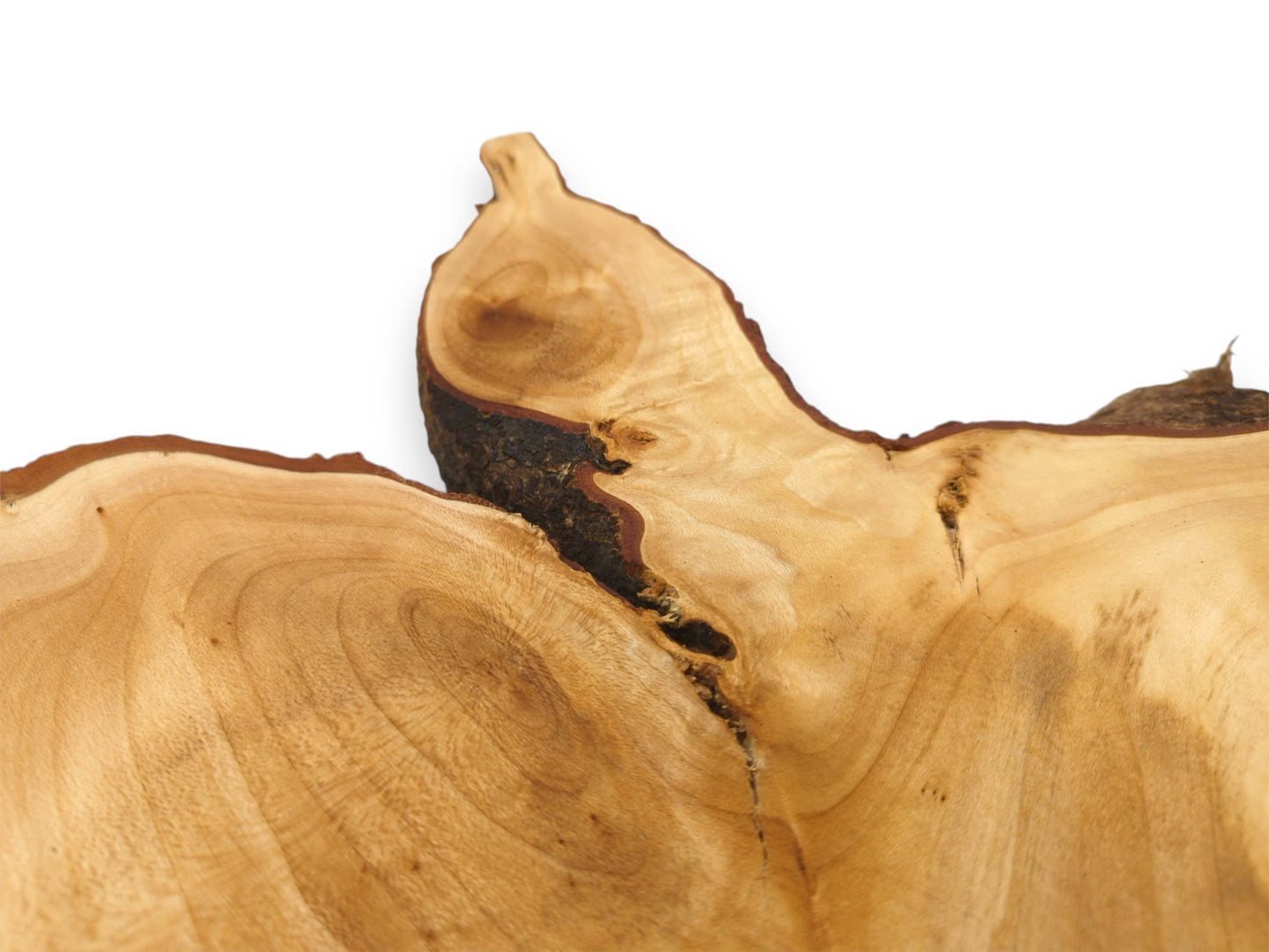 A pointed burl juts from a timber section showing concentric grain and a dark fissure.